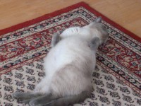 /album/fotogalerie-trachtigkeit1/donna-trachtig-jpg/